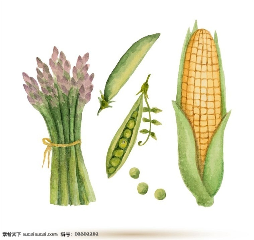水彩 水彩水果 水彩蔬菜 水果 蔬菜 手绘水果 手绘果蔬 苹果 梨子 西瓜 茄子 番茄 苦瓜 辣椒 葡萄 橙子 包菜 猕猴桃 萝卜菠萝 芒果 手绘蔬菜 食物 食品食材 玉米 手绘玉米 碗豆 手绘碗豆 水彩碗豆 水彩玉米 招贴画 文化艺术 绘画书法