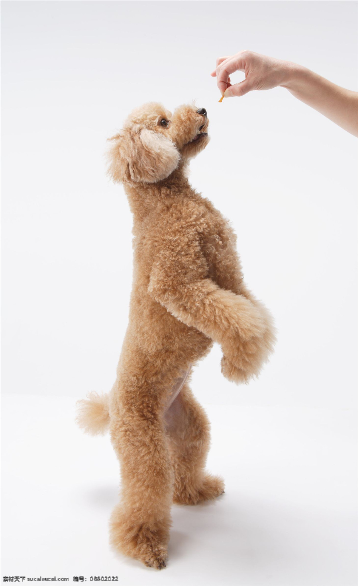 侧面 宠物 宠物狗 动物 可爱 其他生物 生物世界 玩具 贵宾 犬 玩具贵宾犬 手臂 小狗 驯服 训练