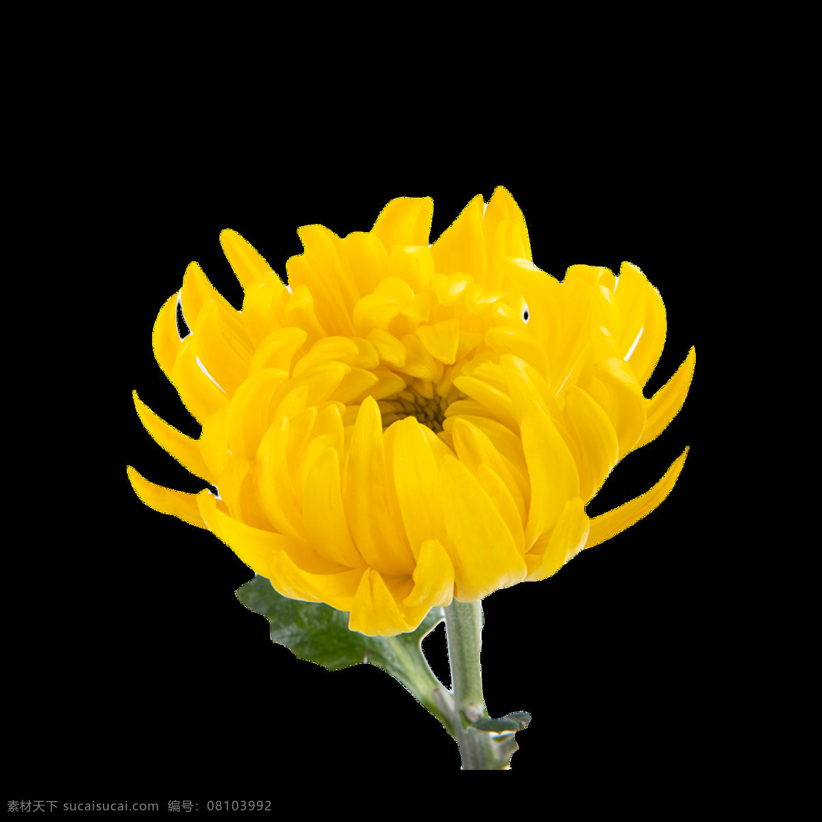 菊花素材图片 菊花素材 国画菊花 水墨菊花 菊花 黄色菊花 重阳节菊花 赏菊 泼墨菊花 毛笔画菊花 秋菊 金色菊花 金黄菊花 红色菊花 中国风菊花 国画 九月九日 传统节日 敬老日 关爱老人 重阳节素材 设计素材
