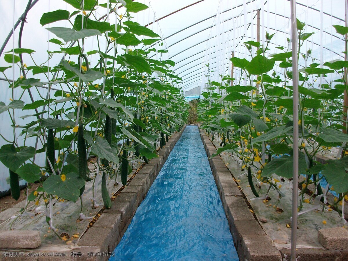 蔬菜无土栽培 蔬菜 无土 有机栽培 农业生产 现代科技
