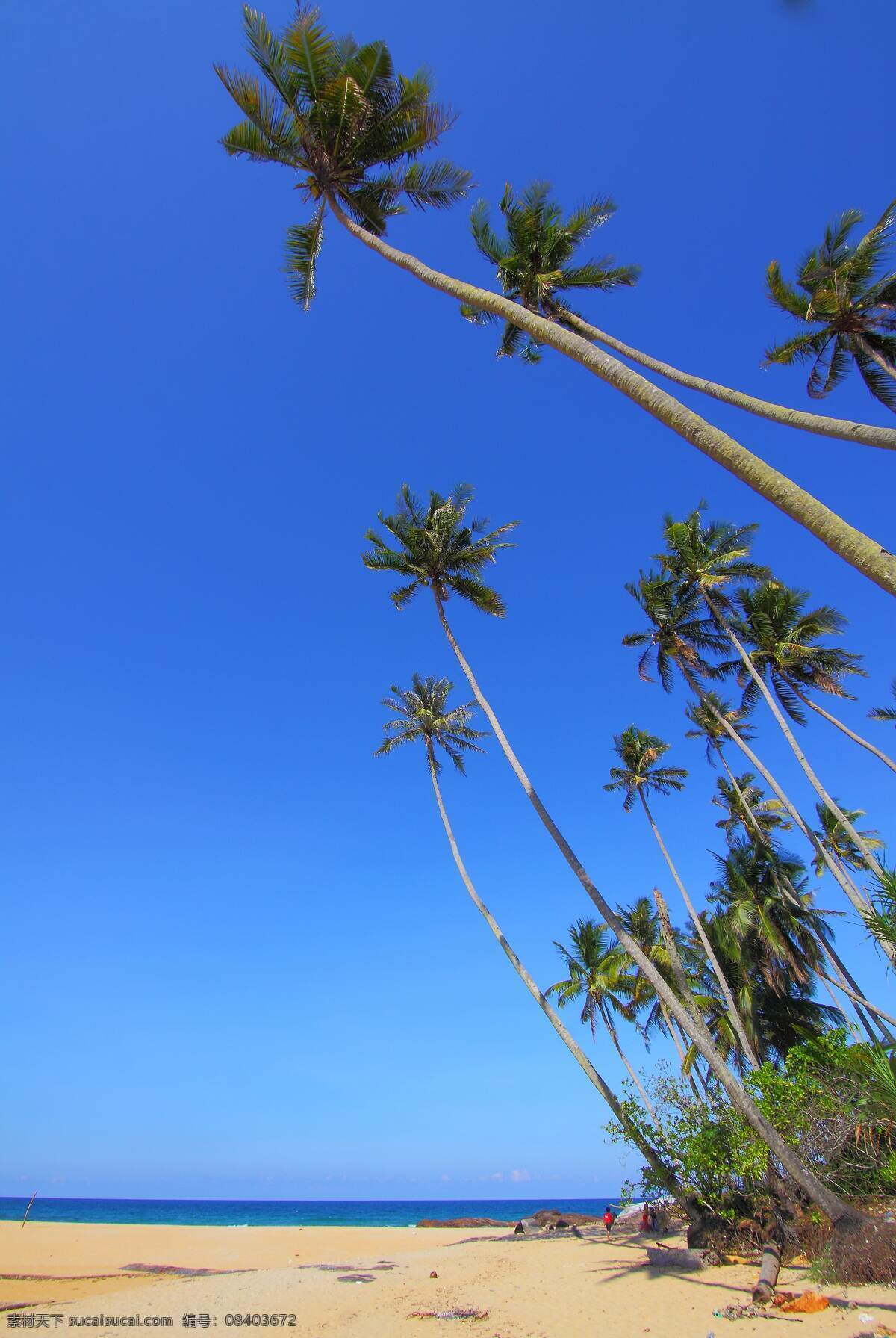 椰树 壁纸 桌面 背景 背景图 唯美 浪漫 蓝色 绿色 海岛 岛上 海水 大海 海 海边 小岛 风景 高清 竖图 水 石头 沙滩 椰子 椰子树 树 自然景观 山水风景