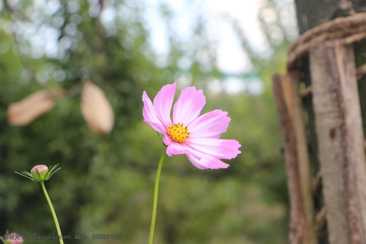 格桑花 粉色格桑花 粉色花瓣 黄色花蕊 小野花 花草 花草树木 生物世界 灰色