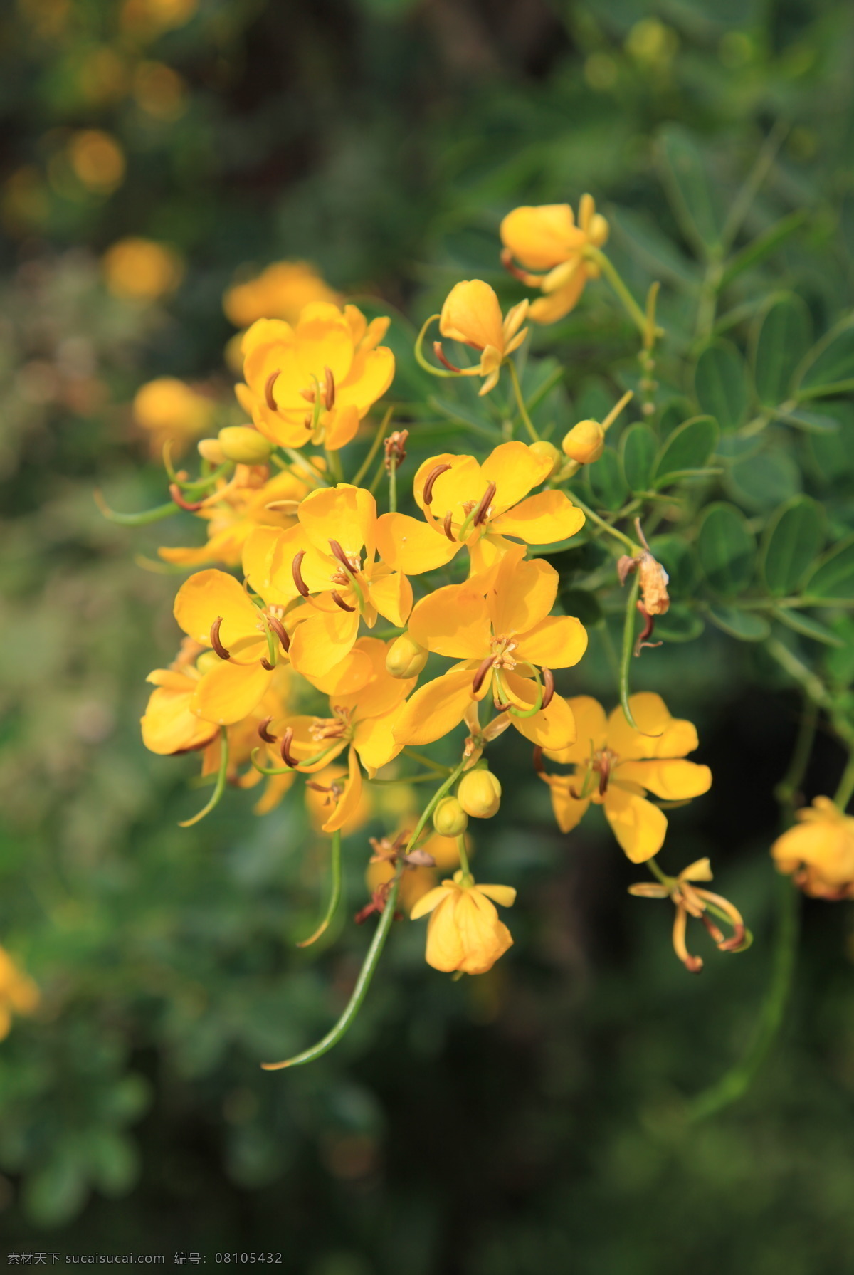 迎春 春天 花 花草 花朵 黄花 生物世界 植物 psd源文件