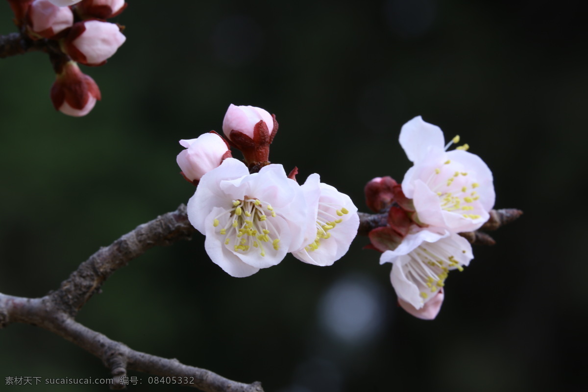 天坛古杏花 花朵 花瓣 花蕊 杏树花 树枝 杏树 花卉 花儿 花草 园林景观 绿化景观 杏树杏花 生物世界