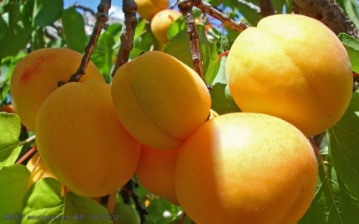 黄色 杏子 黄色水果 新鲜 果树 树叶