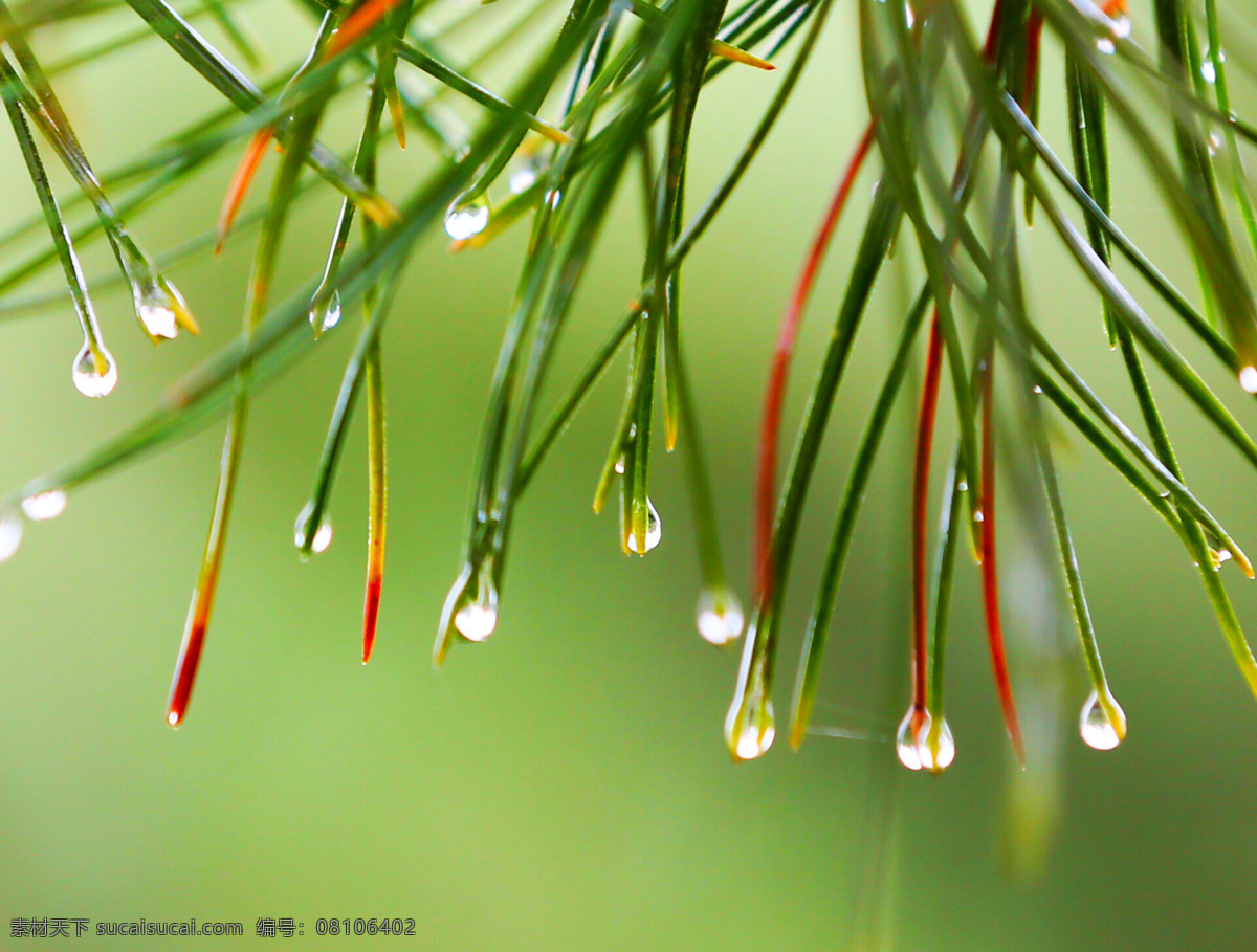 雨水珠 沈阳 沈水湾公园 松树针叶 背景虚化 树木树叶 生物世界