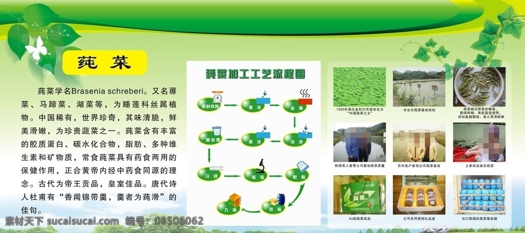 莼菜展板 莼菜简介 莼菜图片 莼菜 莼菜介绍 莼菜特产 地方特产 特产 宣传册 家乡菜 莼菜画册 山野食品 绿色环保 健康食品 保健品 菜谱 菜式 dm宣传单