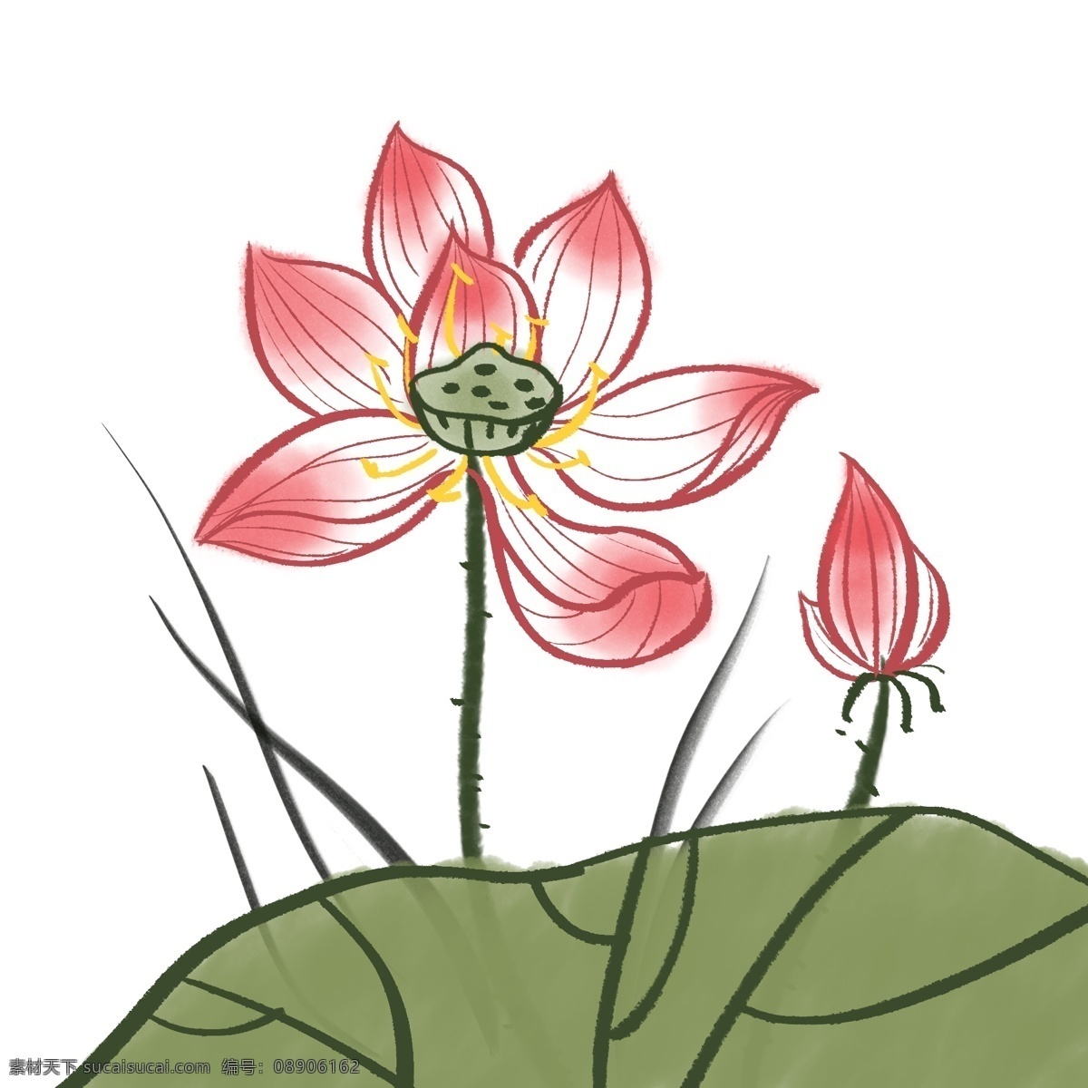 国画水荷花 水荷花 中国画 水墨国画