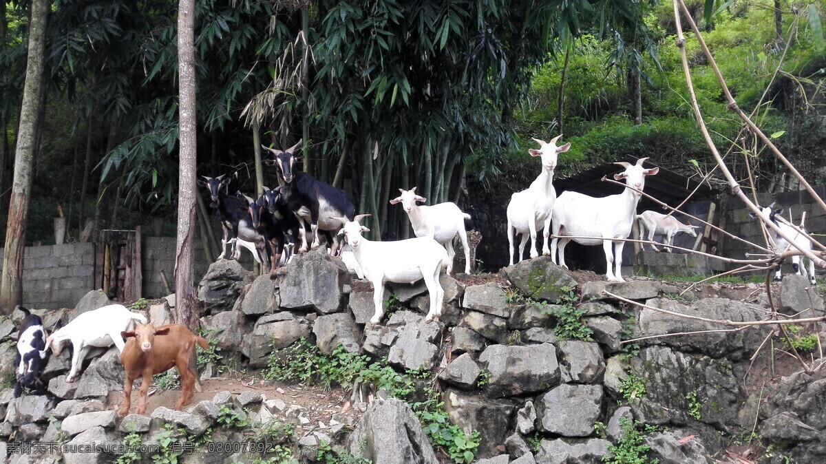广西 山羊 放养 羊 自然 生物世界 家禽家畜