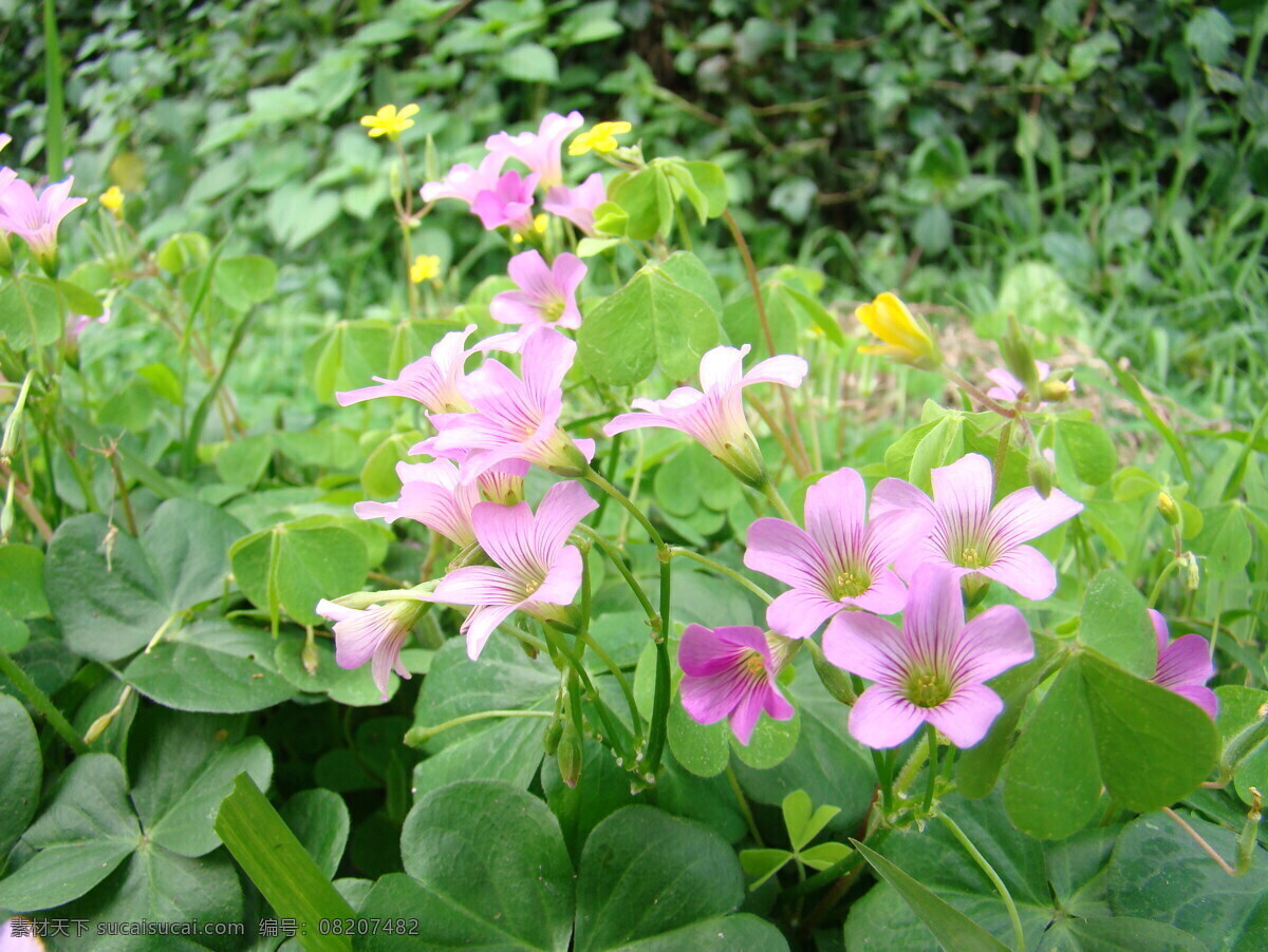 三叶草的花 花 美图 单眼看世界 田园风光 自然景观