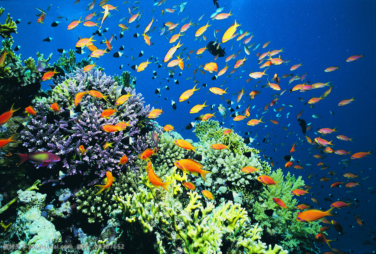 海底世界 鱼群 小鱼 壁画 海底 生物世界 海洋生物