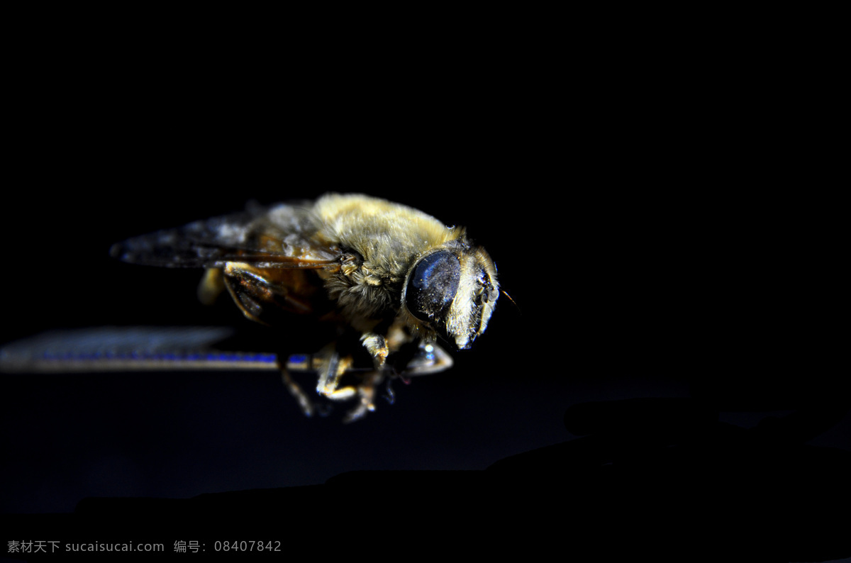 苍蝇高清图 苍蝇 高清图片 侧逆光 生物 昆虫 生物世界 黑色