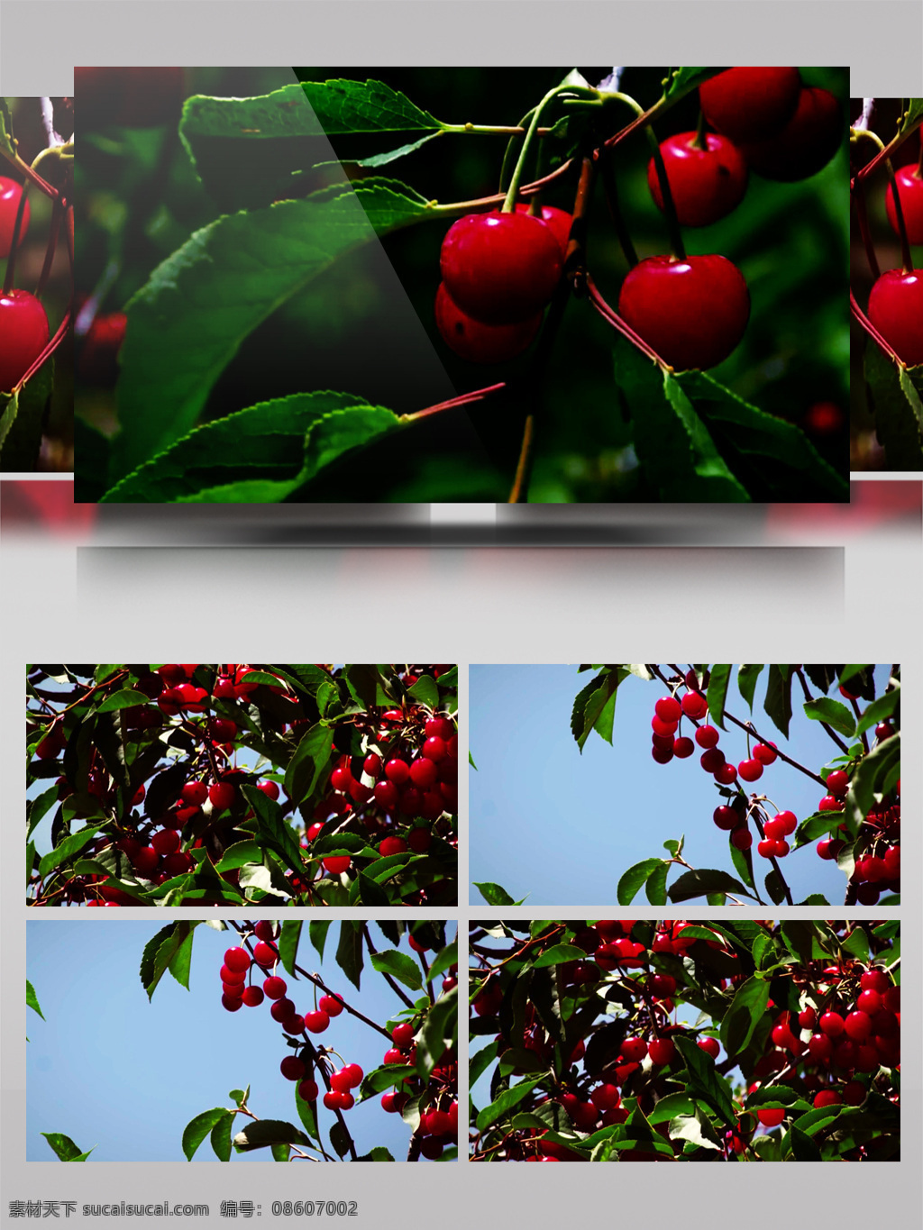晶莹剔透 红 樱桃 视频 果实 红樱桃 晶莹 农业 剔透 植物