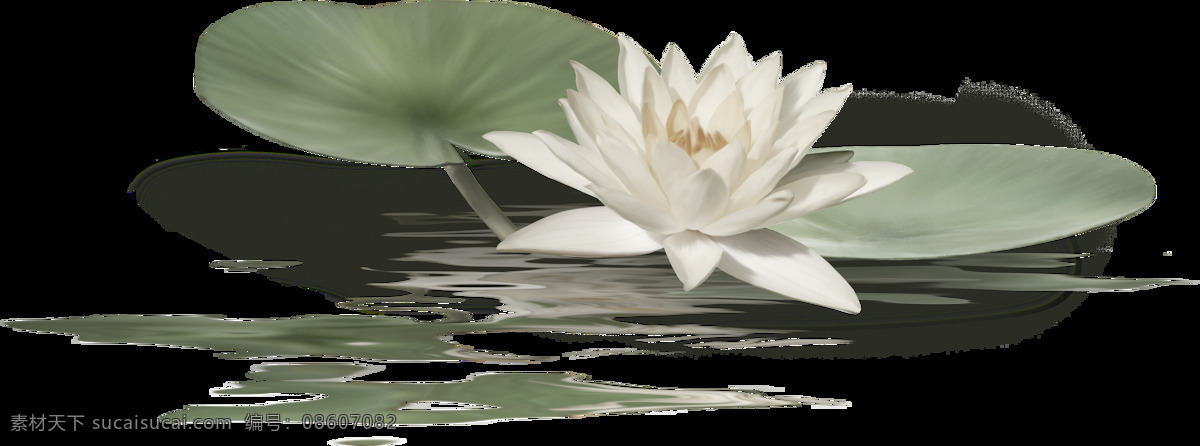 荷塘 上 白莲花 透明 池塘 荷叶 花朵 绿色 免扣素材 透明素材 装饰图片