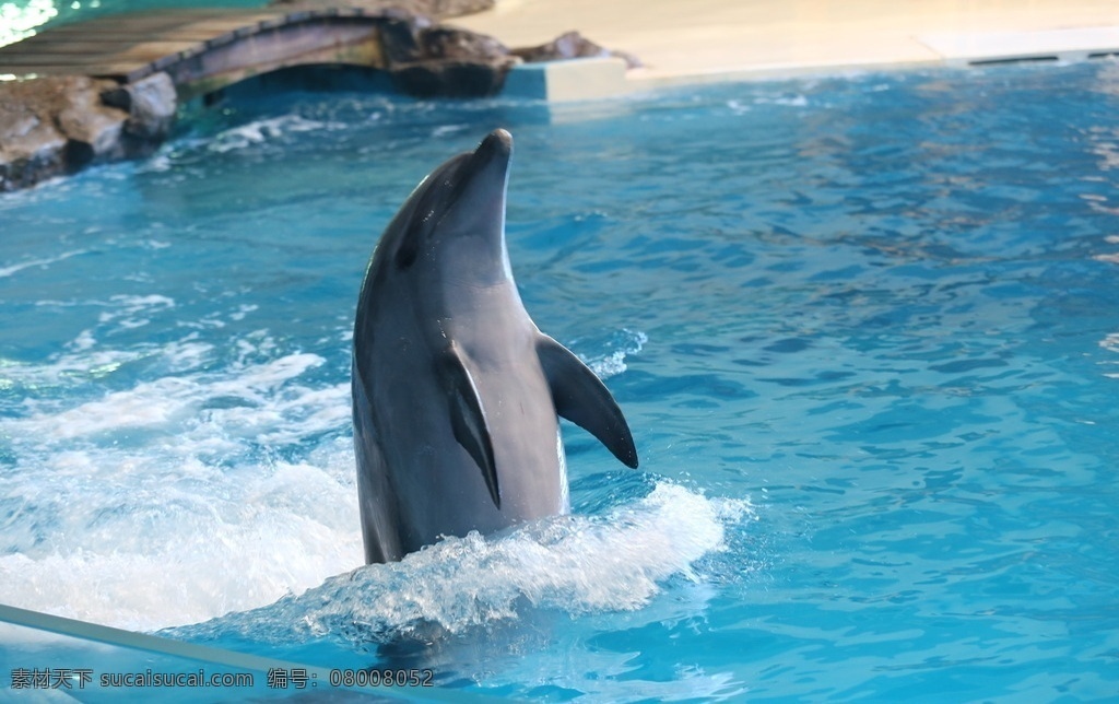 海豚 表演 海底世界 海豚表演 可爱的海豚 动物 生物世界 海洋生物