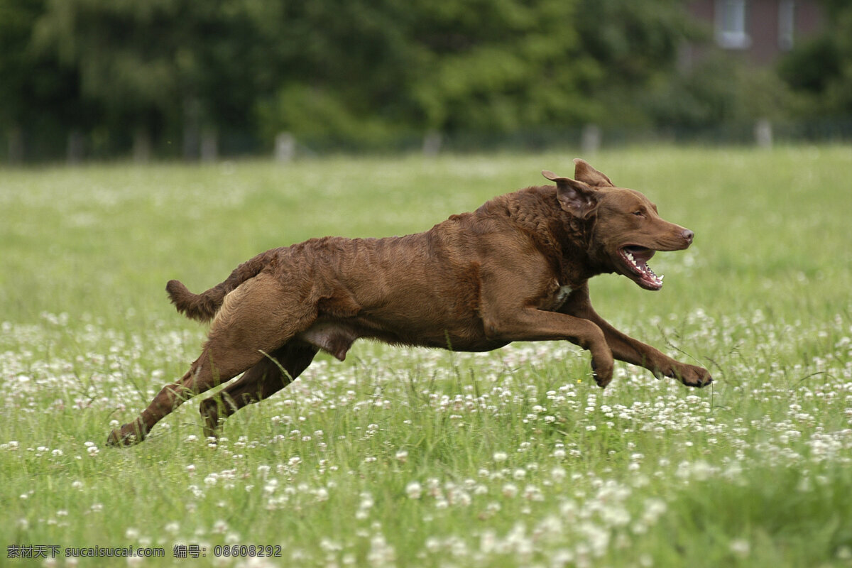 奔跑 草地 上 狗 跳跃 运动 活跃 绿色 小狗 宠物狗 高清摄影 可爱的小狗 小狗狗 高清小狗 狗狗图片 生物世界