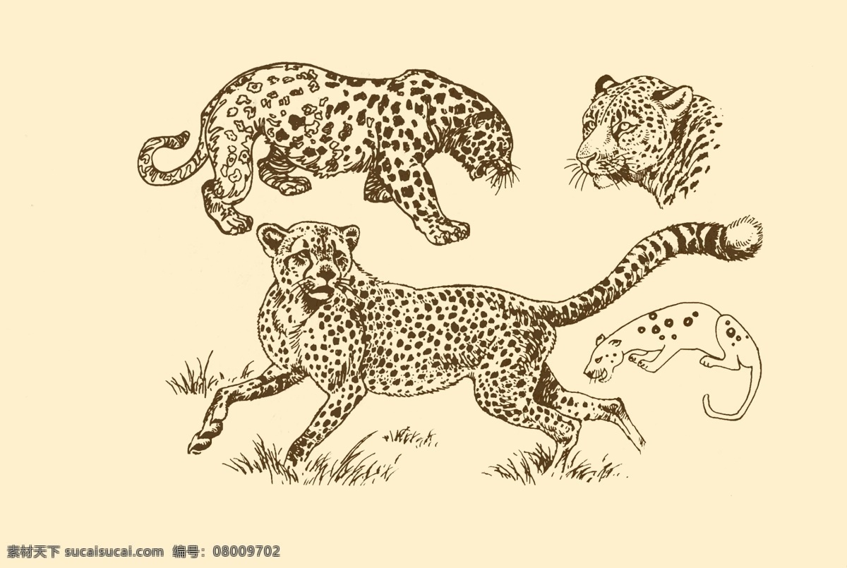 动物图案 豹 卡通 动物 纹样 图案 白描 简笔画 儿童画 豹子 猎豹 分层 源文件