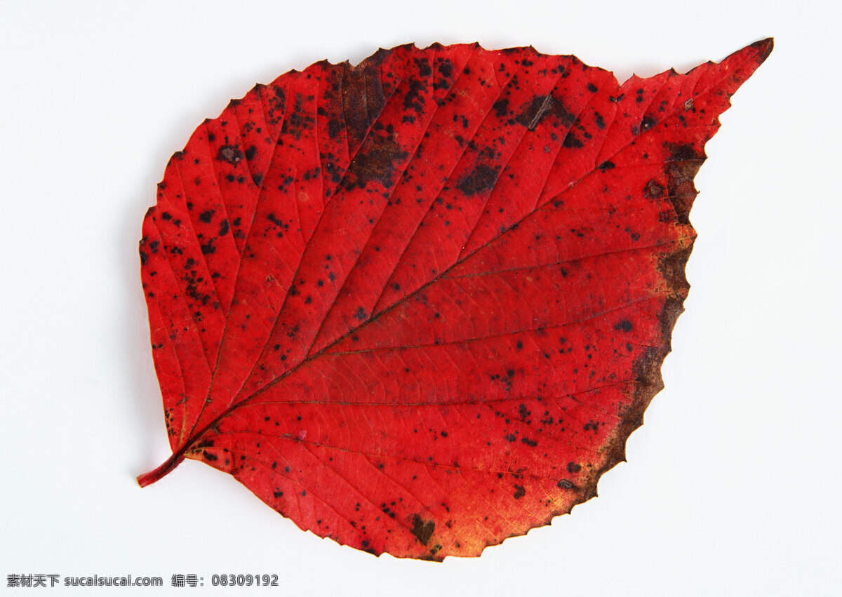 秋天 叶子 红色 绿色 秋叶 残叶 风景 生活 旅游餐饮