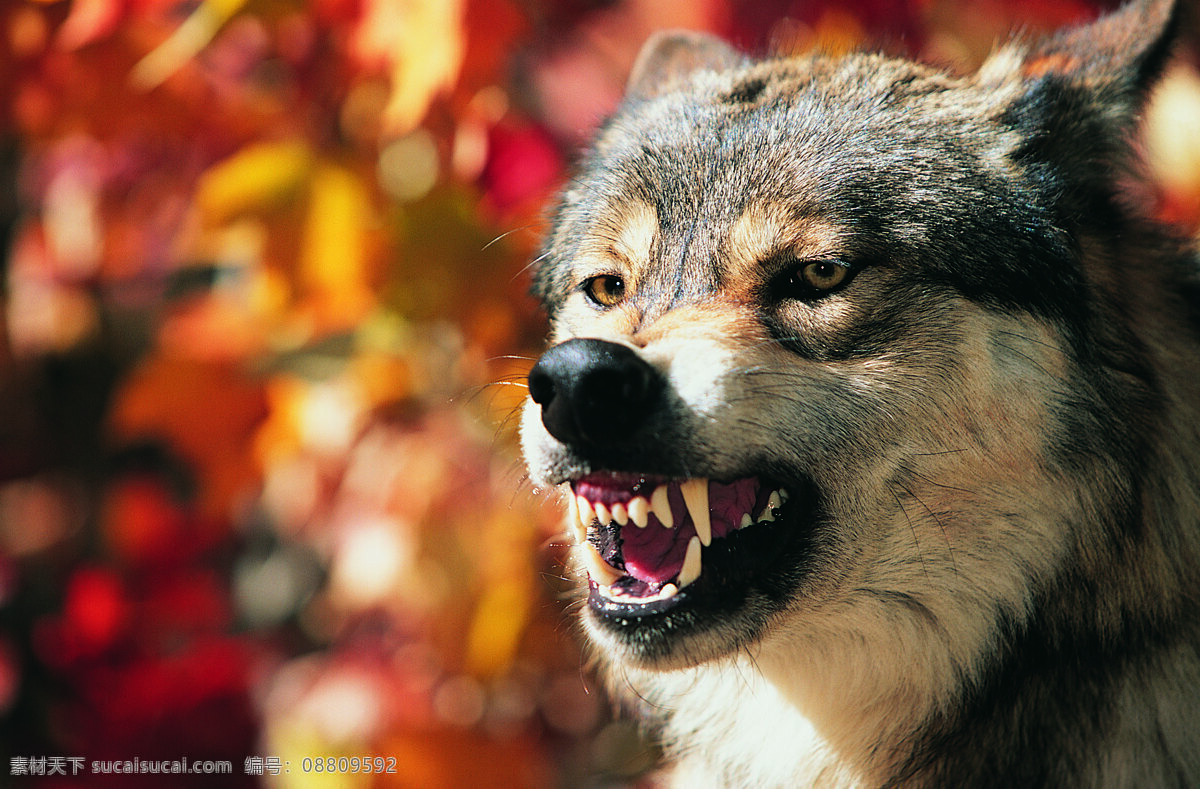 凶猛 狼 野生动物 动物世界 哺乳动物 摄影图 陆地动物 生物世界