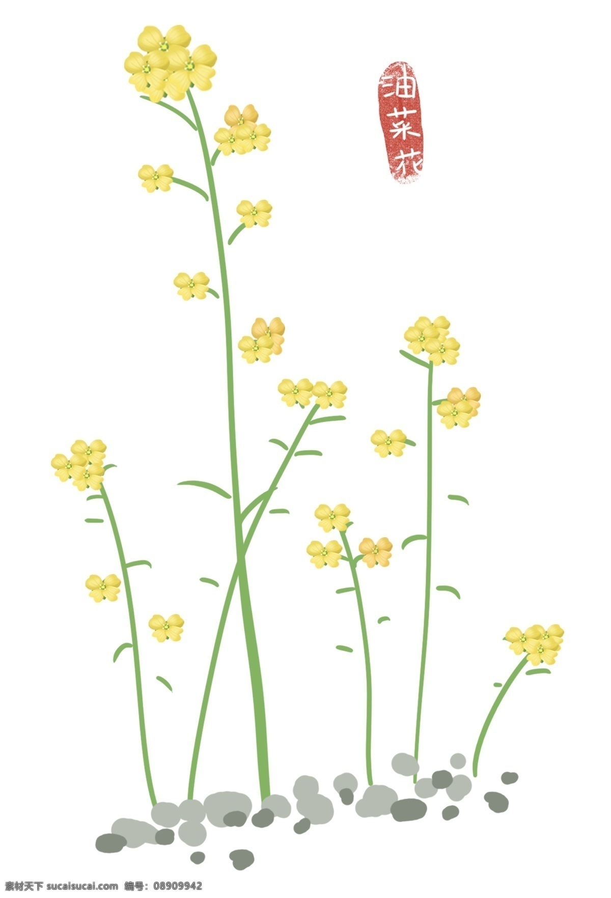 油菜花 簇 开放 几簇油菜花 油菜花装饰图 一丛油菜花 春天 花 绿色 植物 花朵 油菜 油菜花字样 田野的油菜花