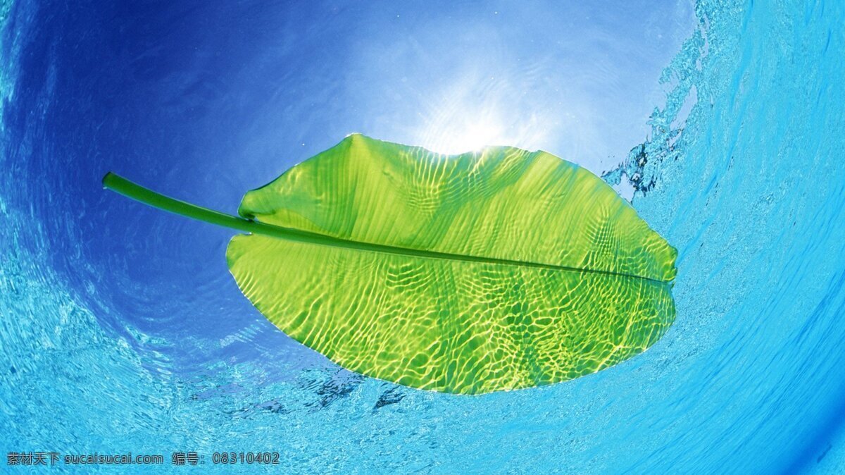海水 叶子 芭蕉叶 绿叶 清晰背景 水润 背景图片