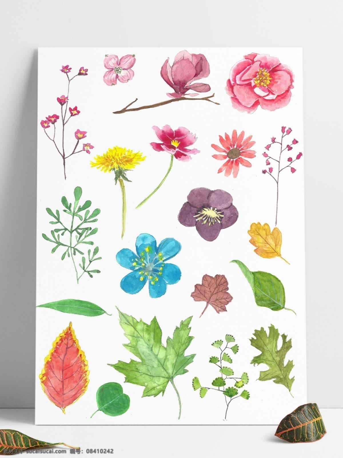 高清 花朵 树叶 水彩 手绘 玉兰 野花 银杏叶 人参花 蒲公英花 芸香 植物