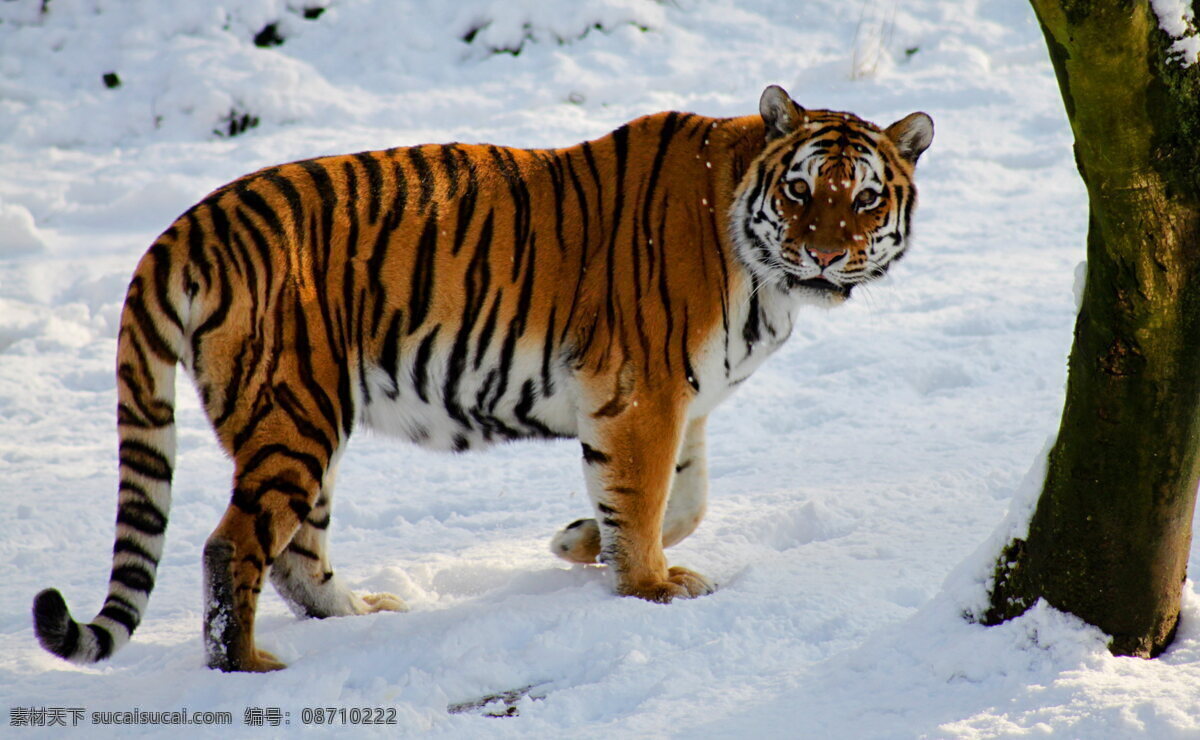 西伯利亚虎 雪地 寒带 老虎 猛兽 野生动物 生物世界