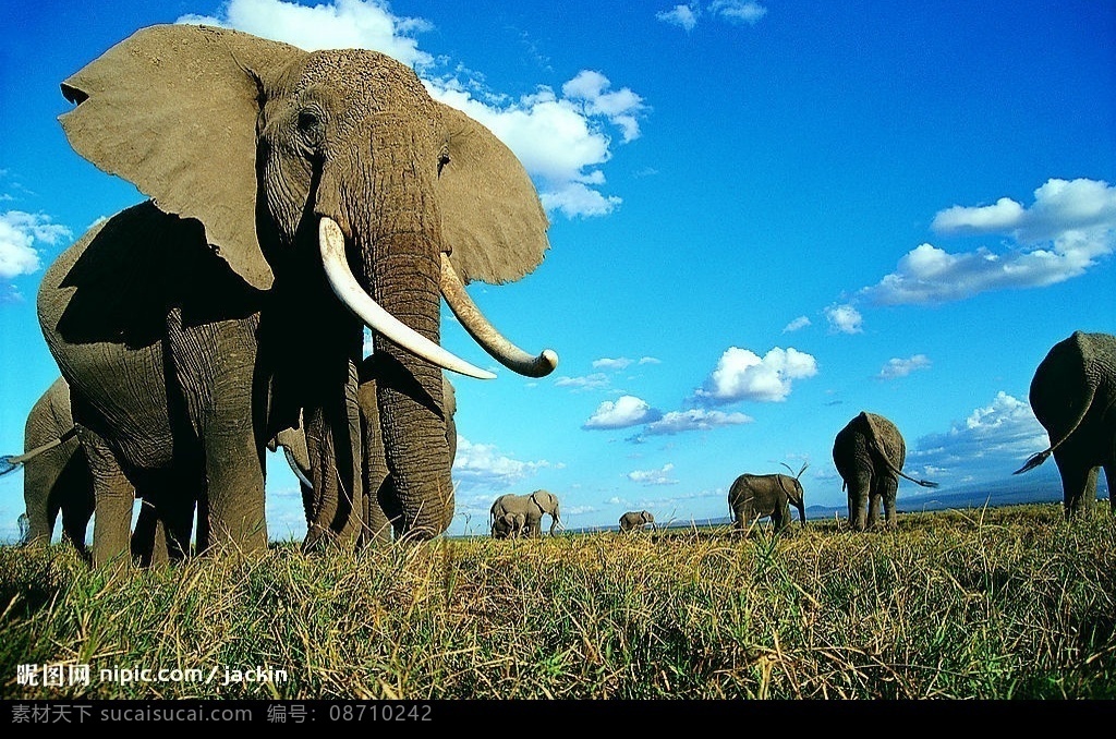 大象王国 大象 草原 蓝天 生物世界 野生动物 摄影图库