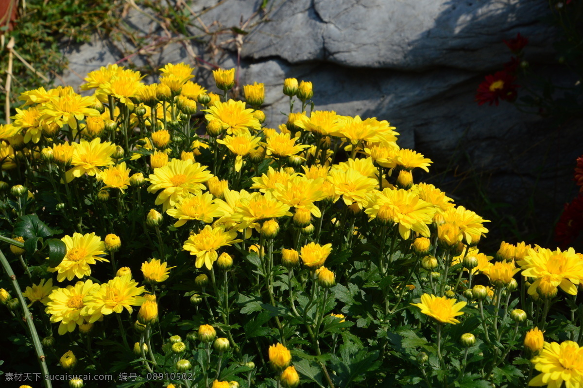 植物园美景 植物园风景 园林美景 观赏花卉 秋菊 园艺 花卉素材 寿客 金英 黄华 陶菊 花卉 花儿 花草 花朵 花瓣 花蕊 园林景观 菊菊花 生物世界