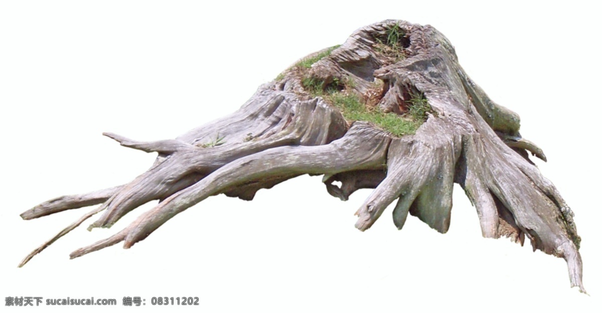 一颗枯木树桩 树桩 植被 木桩 干枯 死亡 生机