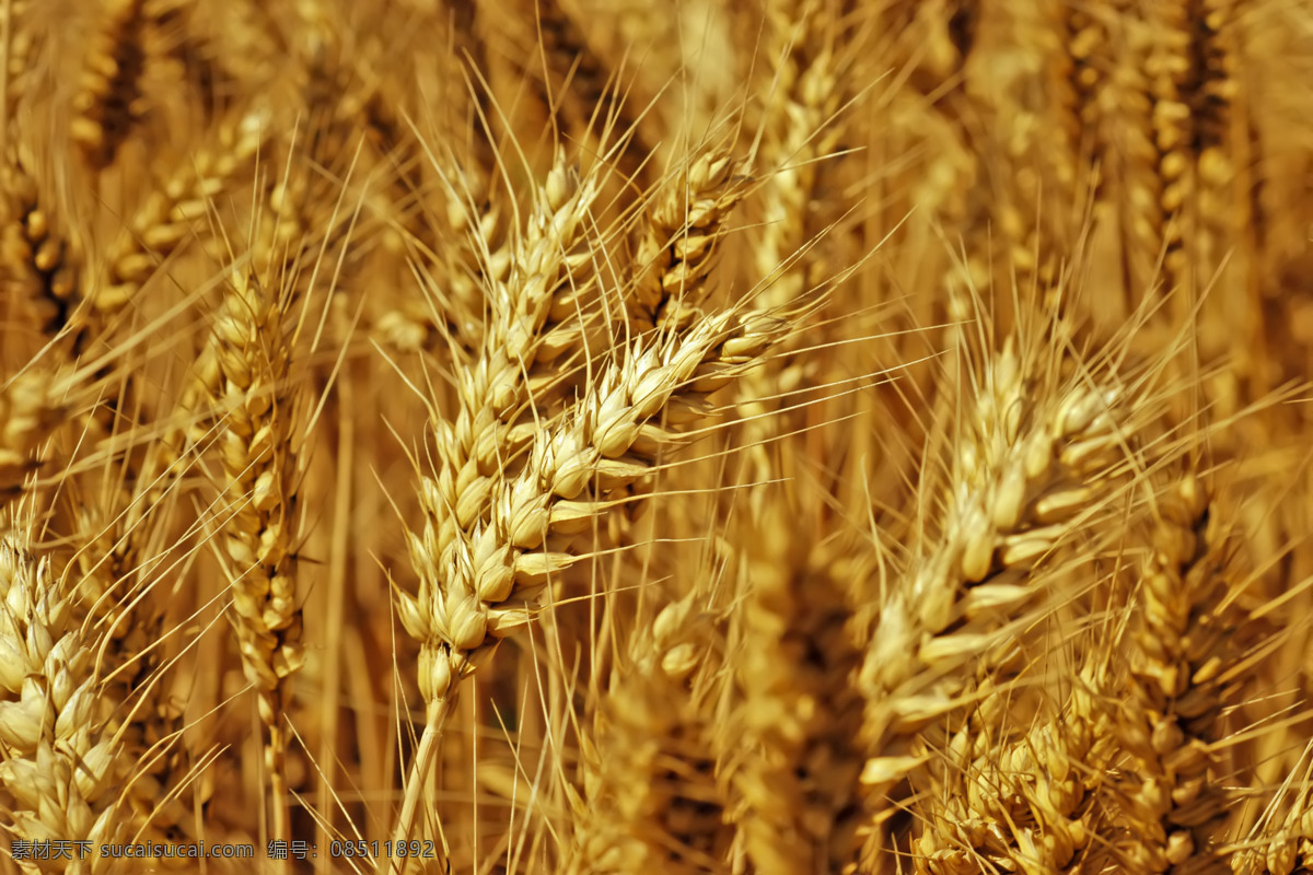 小麦图片 小麦 麦田 金黄麦田 麦穗 丰收 麦地 田园风光 自然景观