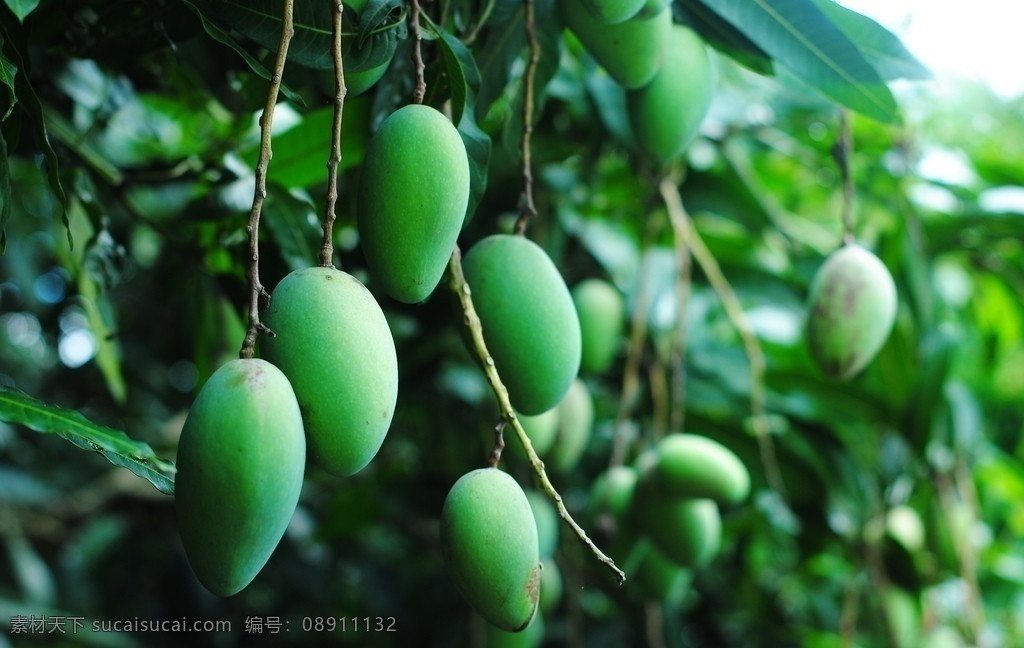 青芒果 芒果 水果 芒果树 生物世界