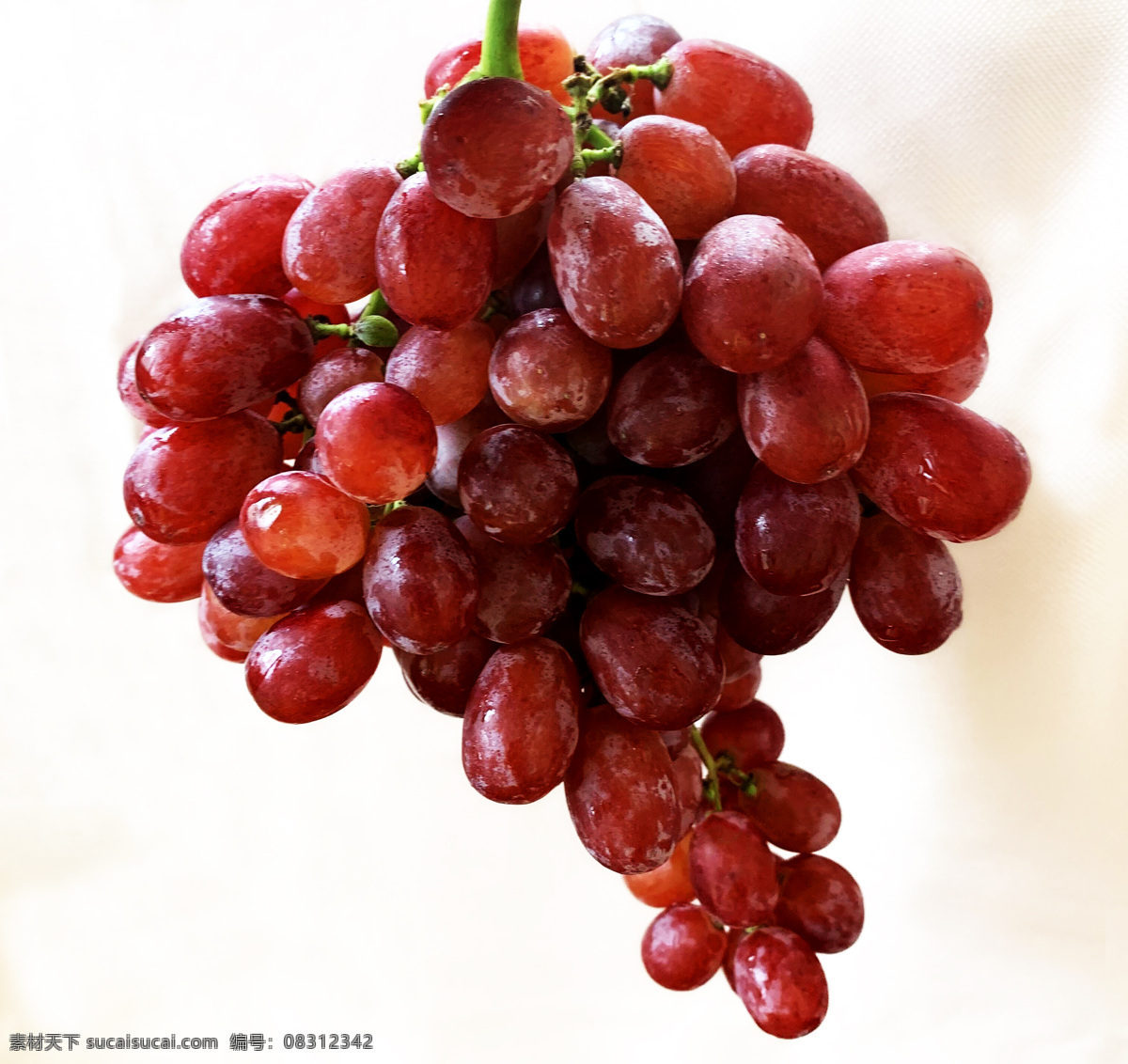 小提子图片 提子 红提子 红提 无籽提子 新鲜提子 新鲜水果 生物世界 水果