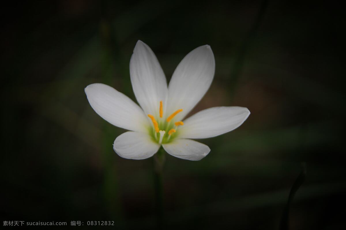 葱兰微距摄影 葱兰 微距 花瓣 花朵 石门 森林公园 南宁 风景 花草 生物世界