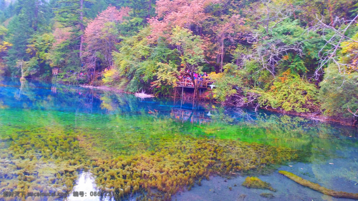九寨传说 九寨沟 七彩湖 九寨千古情 湖 水 橡皮艇 树叶 树 五彩池 湖水 倒影 水草 旅游摄影 国内旅游