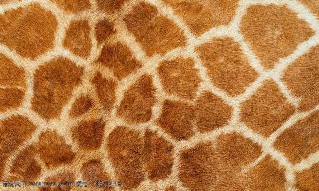 地毯 毛毯 图案贴图 方形贴图 豹纹贴图 家庭地毯贴图 家庭式地毯 3d模型素材 材质贴图
