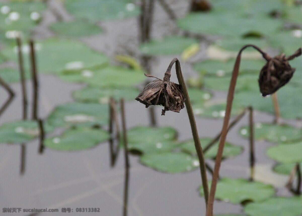 莲蓬 莲花 枯萎 池塘 花草 生物世界