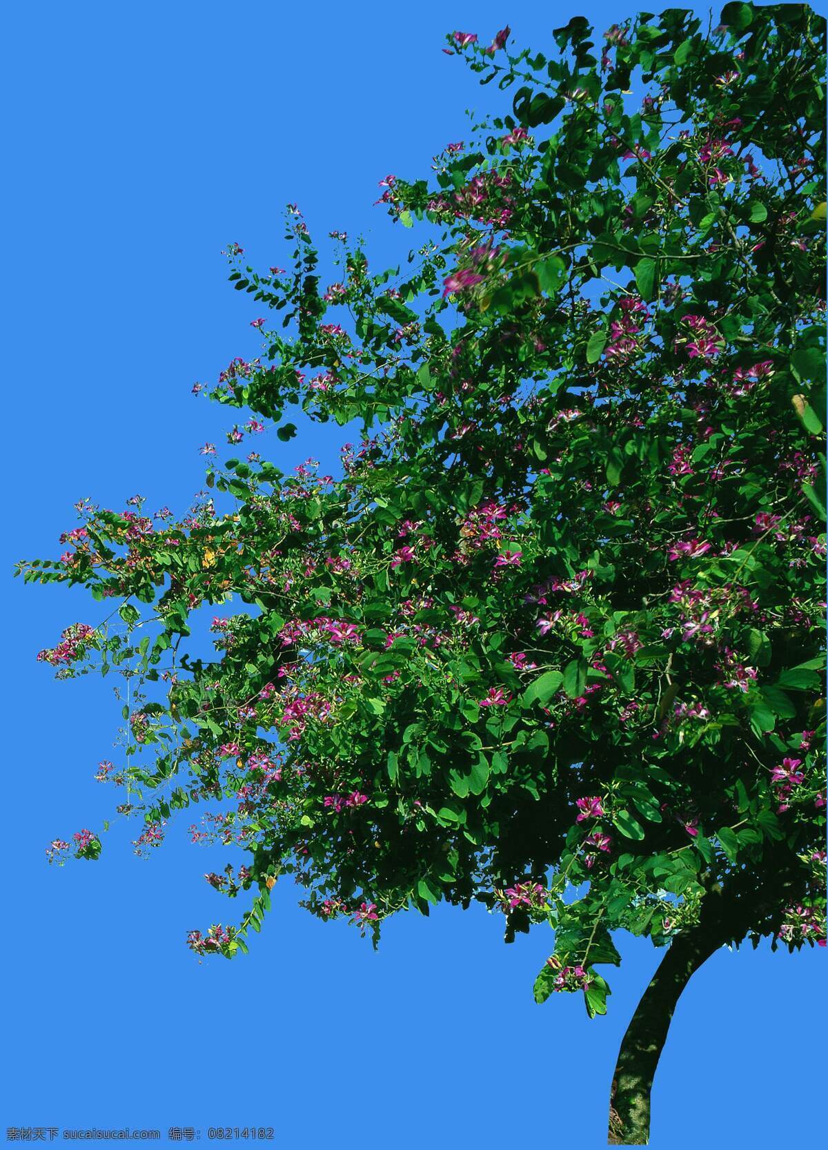 红花 紫荆 植物 园林植物 红花紫荆 配景素材 园林 建筑装饰 设计素材 3d模型素材 室内场景模型