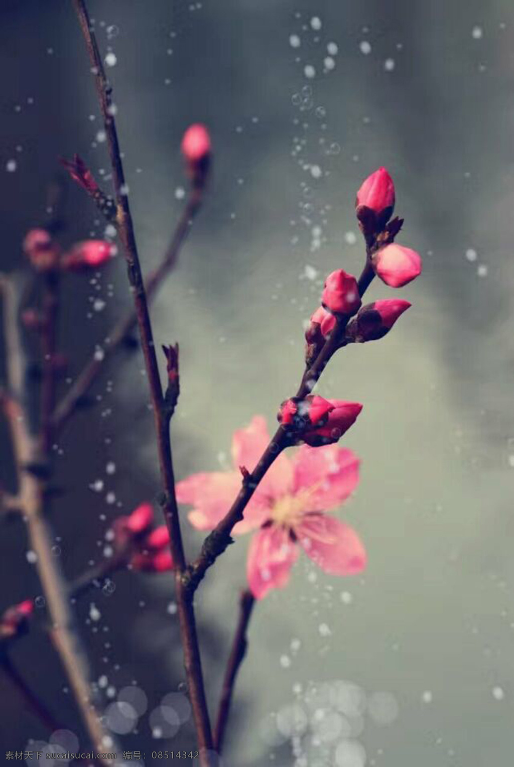 雨中桃花 雨 桃花 水 春天 花苞 生物世界 花草