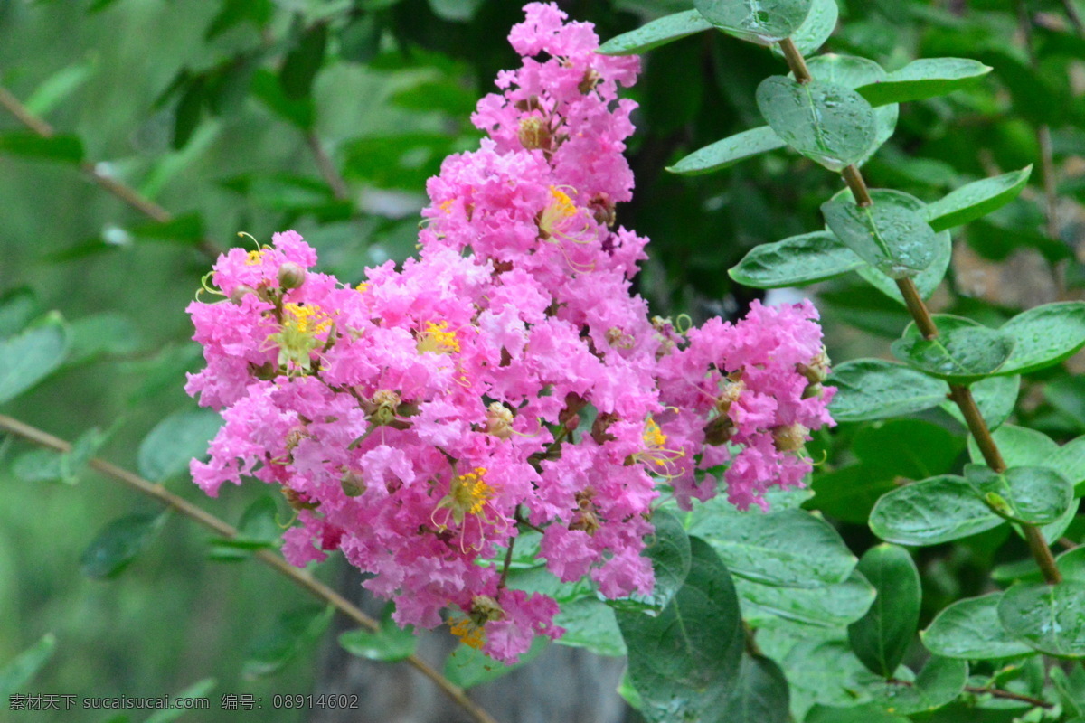 紫薇花 紫薇树 园林美景 满堂红 灌木 紫薇 花卉 枝叶 花儿 花草 园林绿化 绿化景观 生物世界