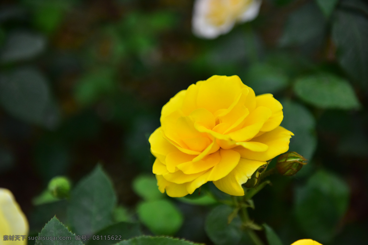玫瑰花图片 黄色 玫瑰花 雪浪山 无锡 植物 生物世界 花草