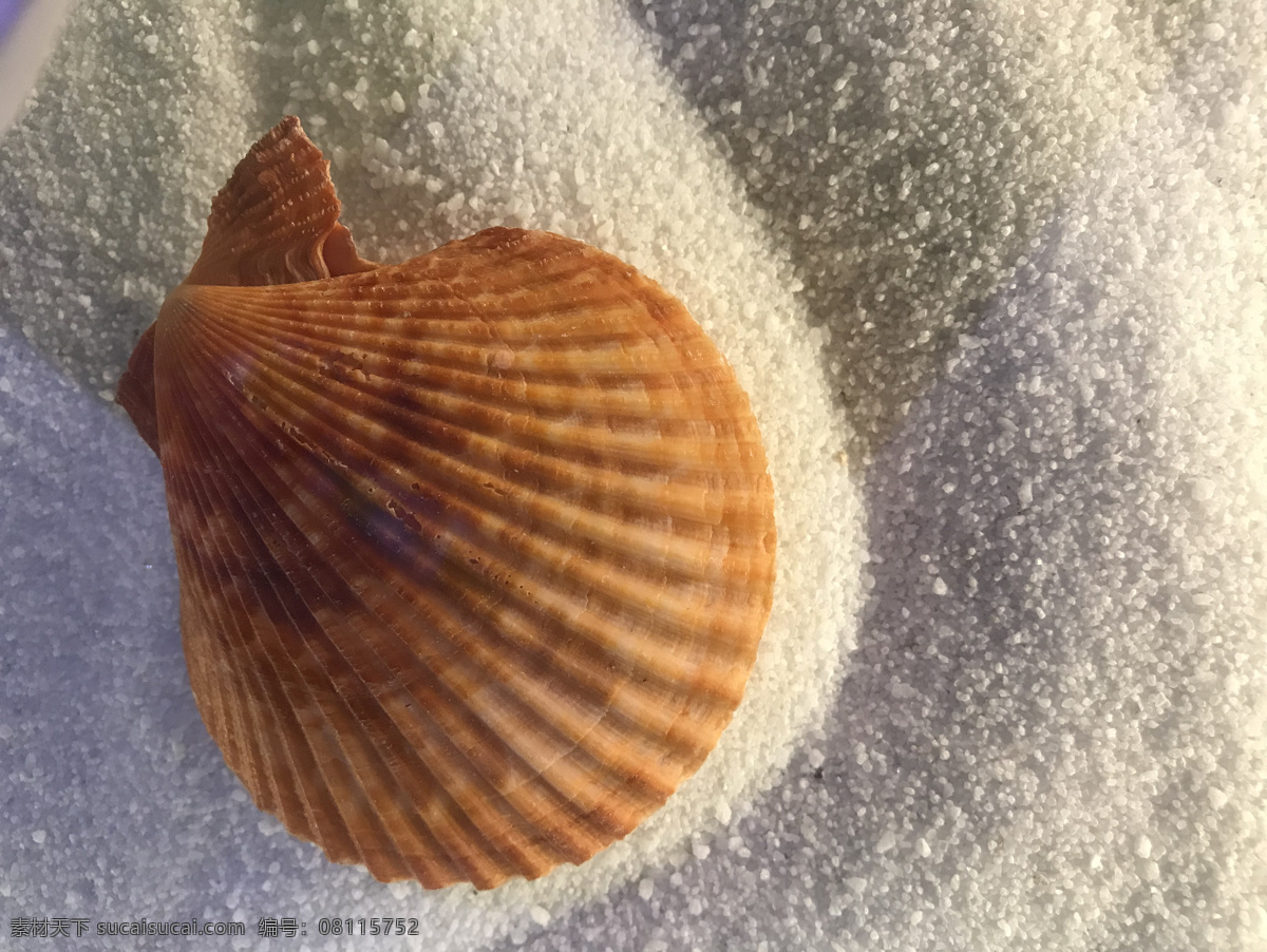 贝壳图片 贝壳 海螺 扇贝 海洋动物 软体动物 螺类 海鲜水产 图案 旅游摄影 国内旅游