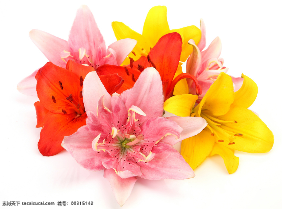美丽 花卉 花朵 美丽鲜花 五彩花朵 彩色鲜花 花草树木 生物世界
