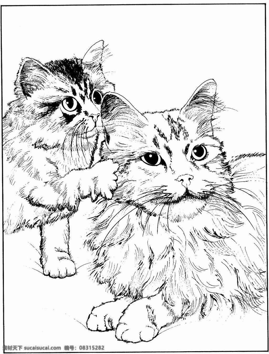猫的素描 猫科动物 动物手绘画 设计素材 动物专辑 素描速写 书画美术 白色