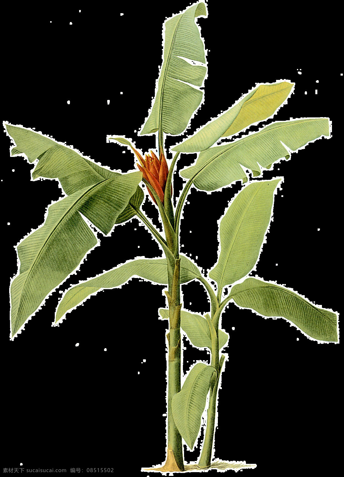 手绘 小 清新 绿叶 元素 油画 绿色渐变 小清新 植物 生长 免抠