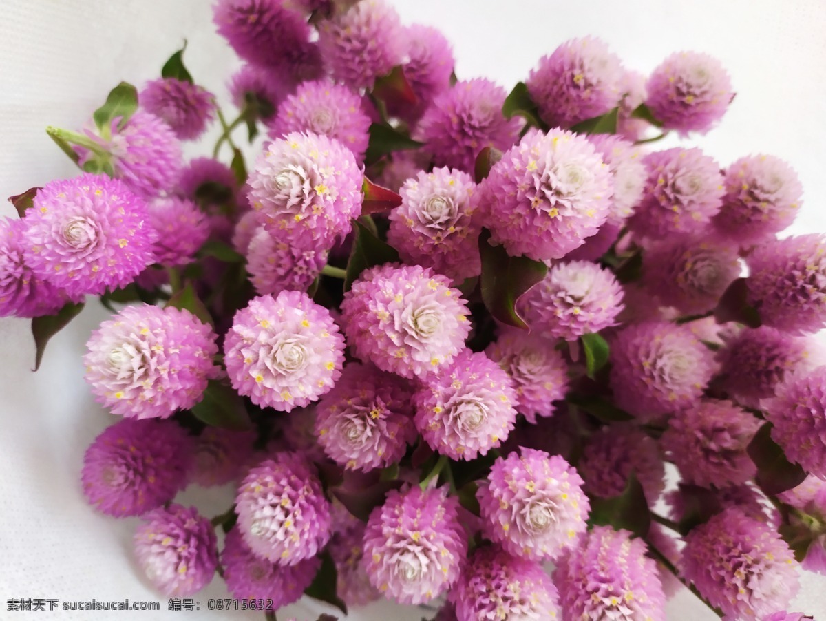 千日红 花材 花卉 花 植物