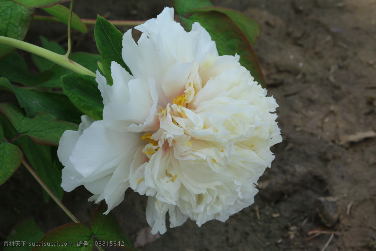 牡丹花 牡丹 观赏花卉 鼠姑 木芍药 百雨金 洛阳花 花朵 花瓣 花蕊 花卉 花儿 花草 植物 园林绿化 绿化景观 芍药牡丹 生物世界