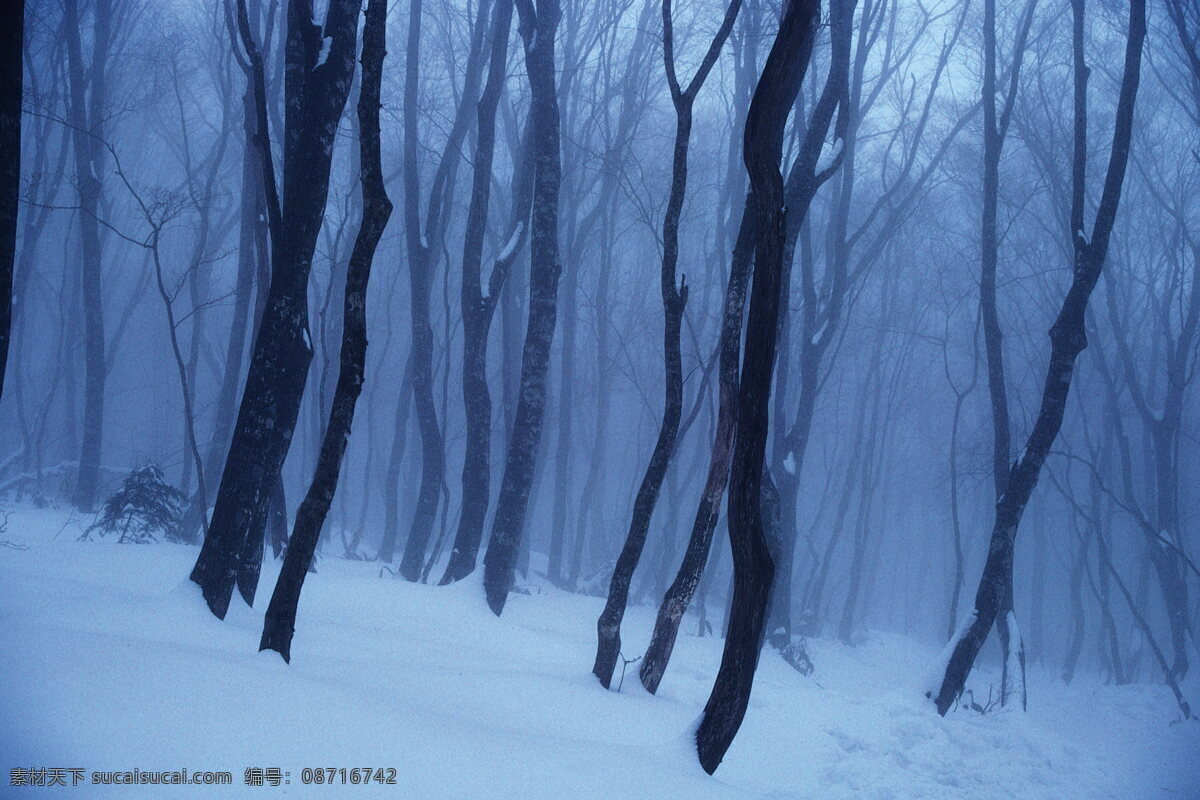 冬天 雪景 大雪 冬天雪景 风景 生活 旅游餐饮