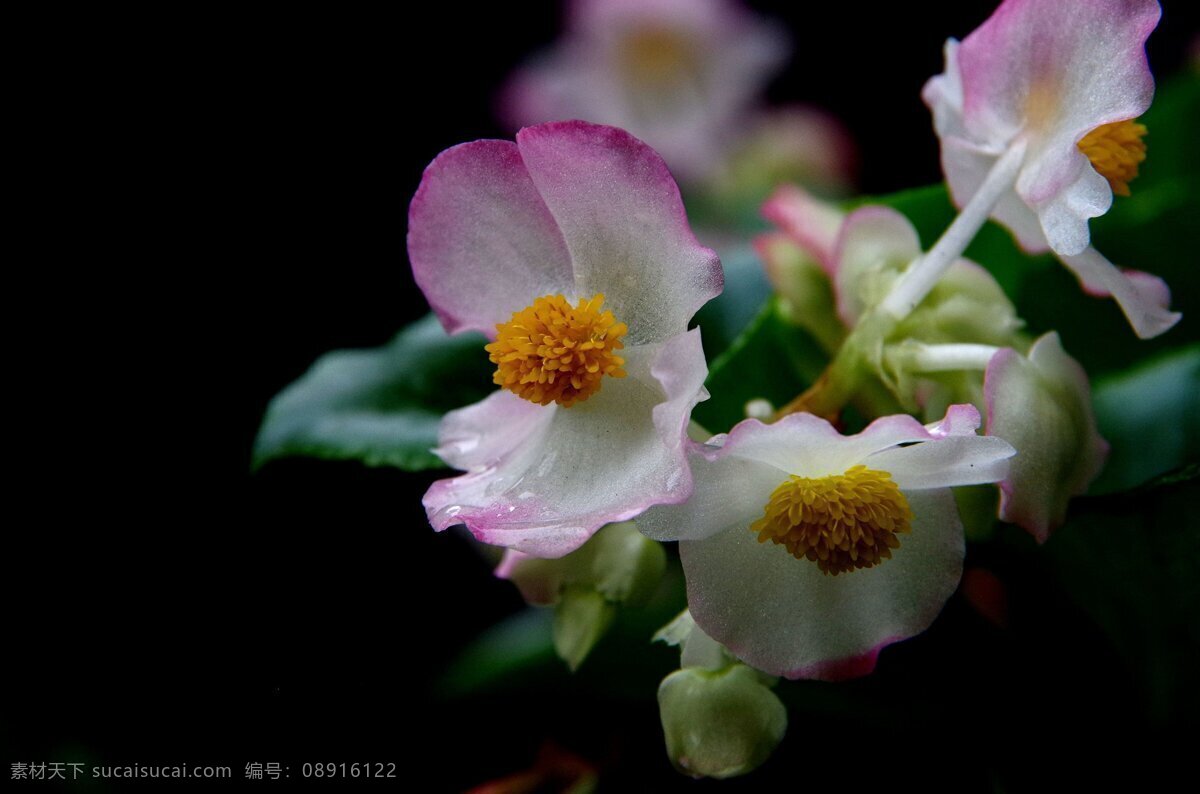 唯美 海棠花 粉海棠花 粉色花朵 鲜花 花朵