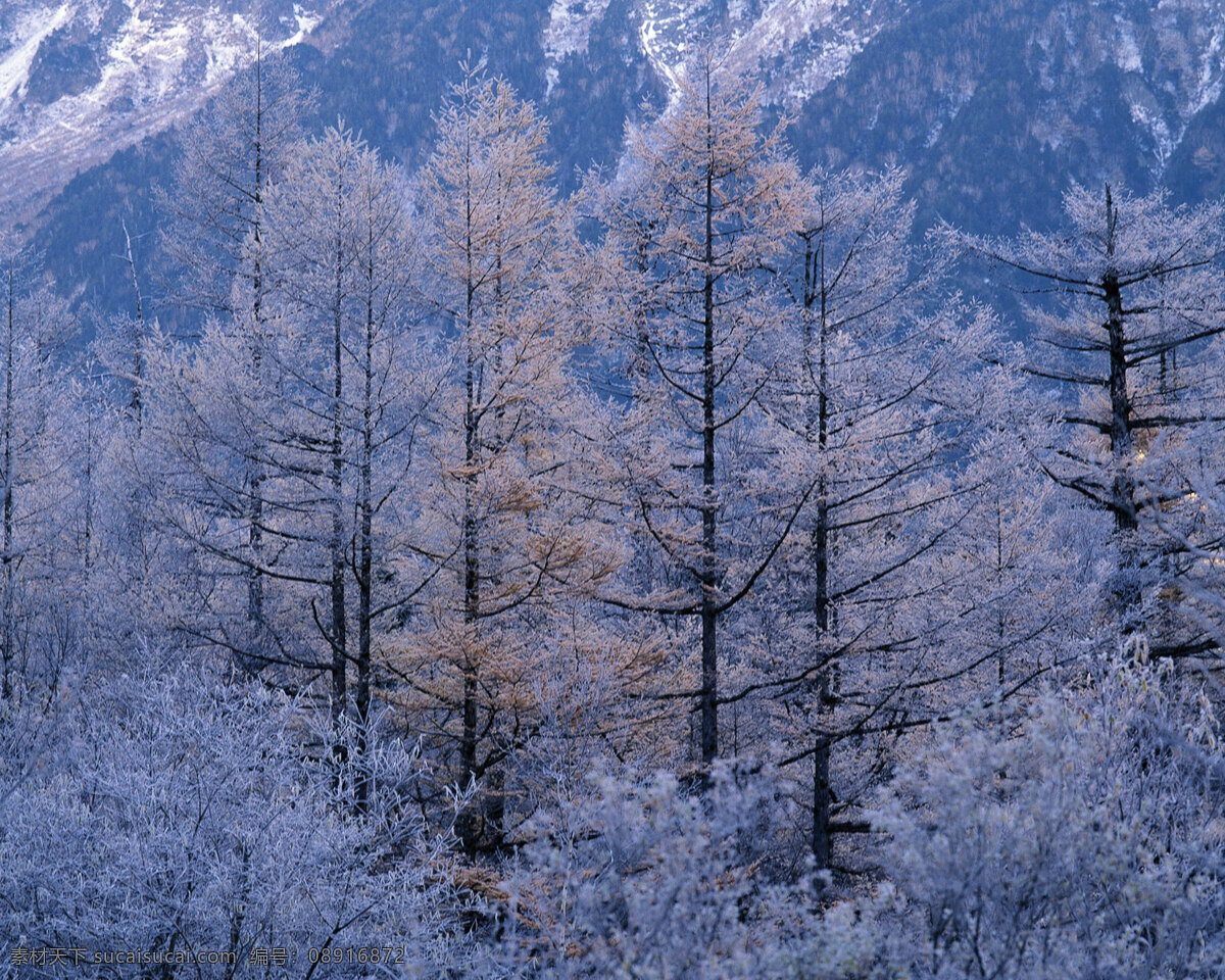 冬天 雪景 背景 冬天雪景 风光 风景 季节 摄影图库 自然 自然风景 自然景观 生活 旅游餐饮